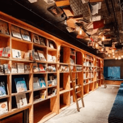 Tulips in the Netherlands